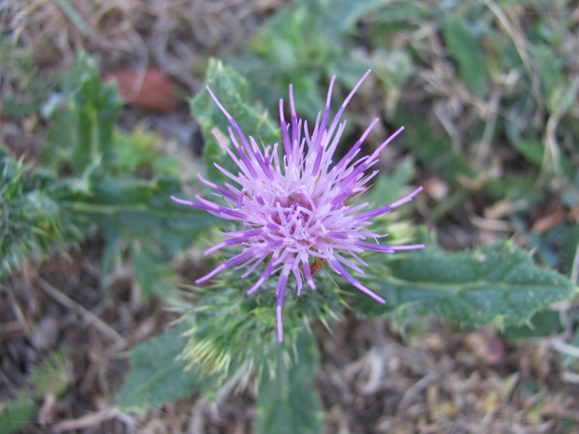 purple thistle flower