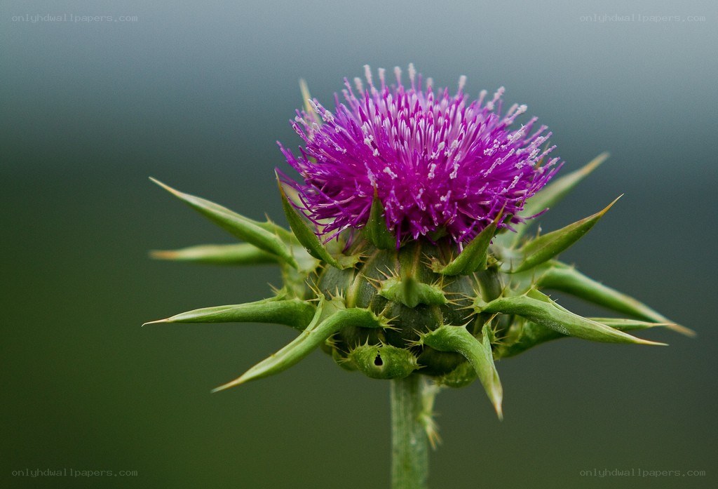purple thistle flower