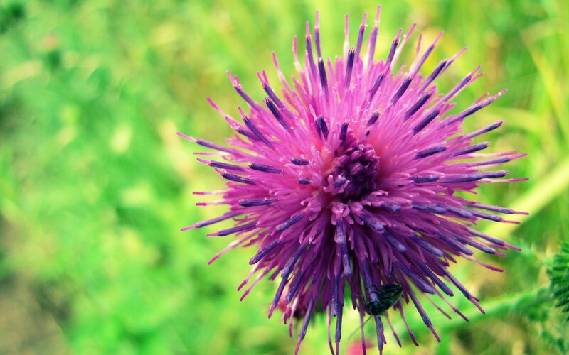 purple thistle flower