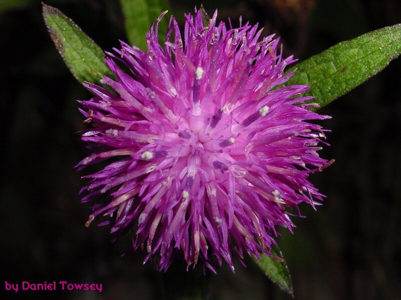 purple thistle flower