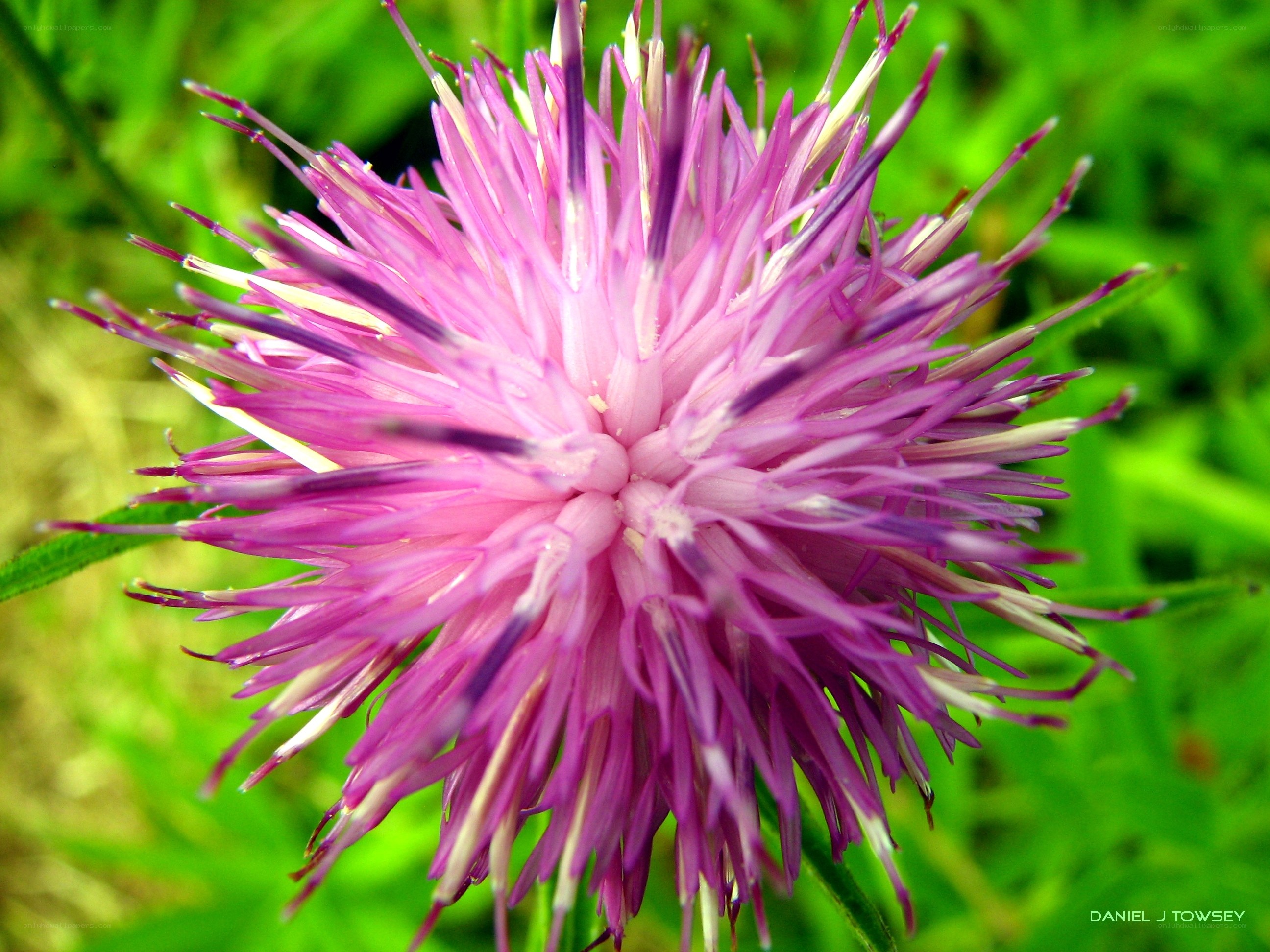 purple thistle flower