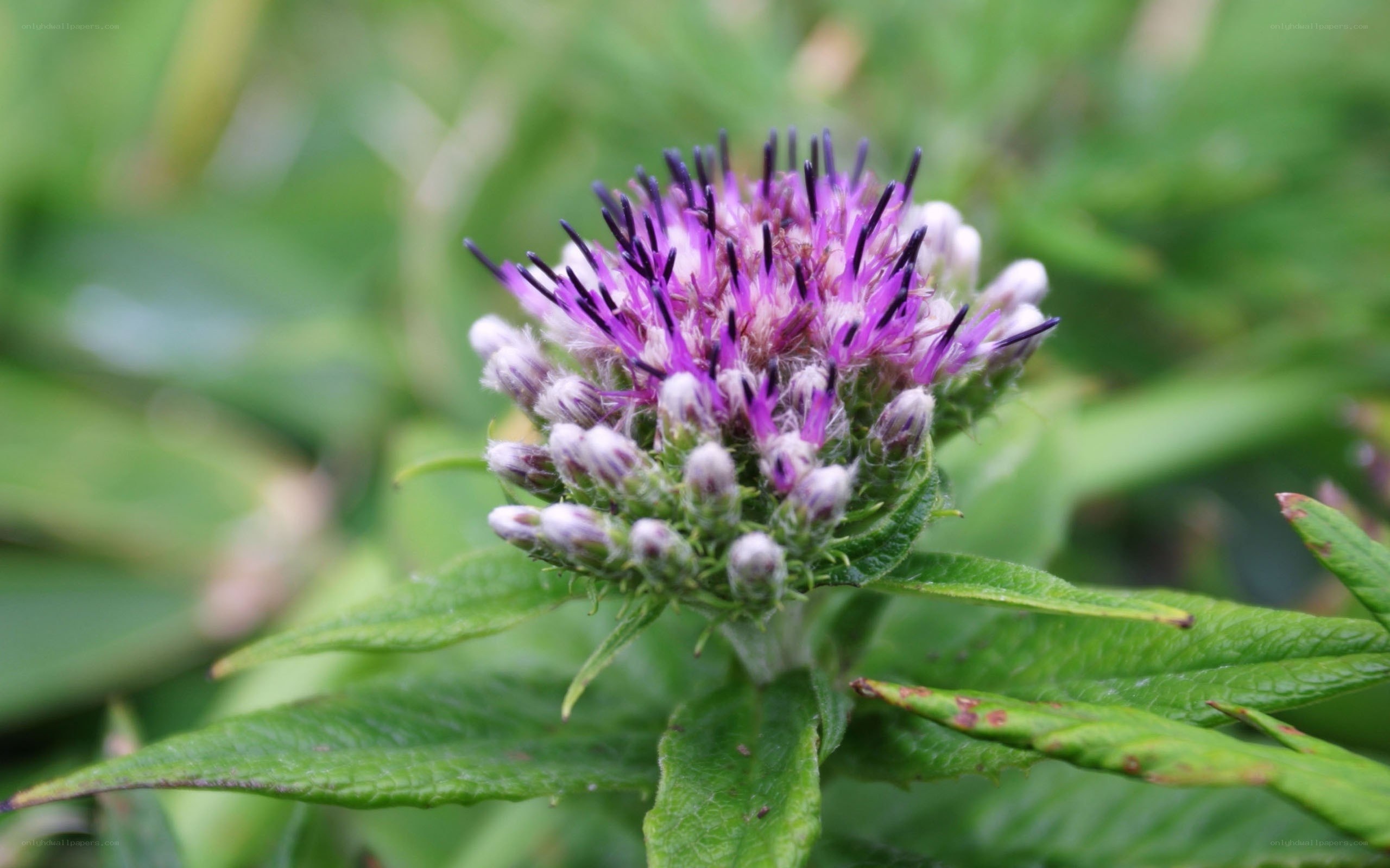 purple thistle flower
