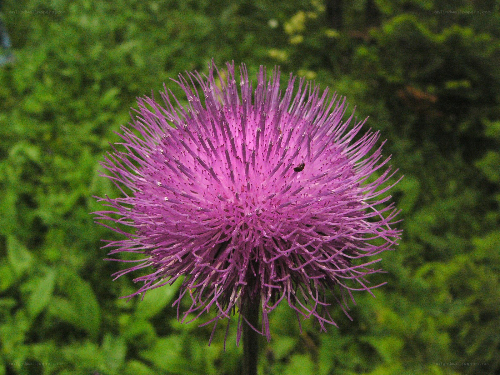 Purple thistle flower