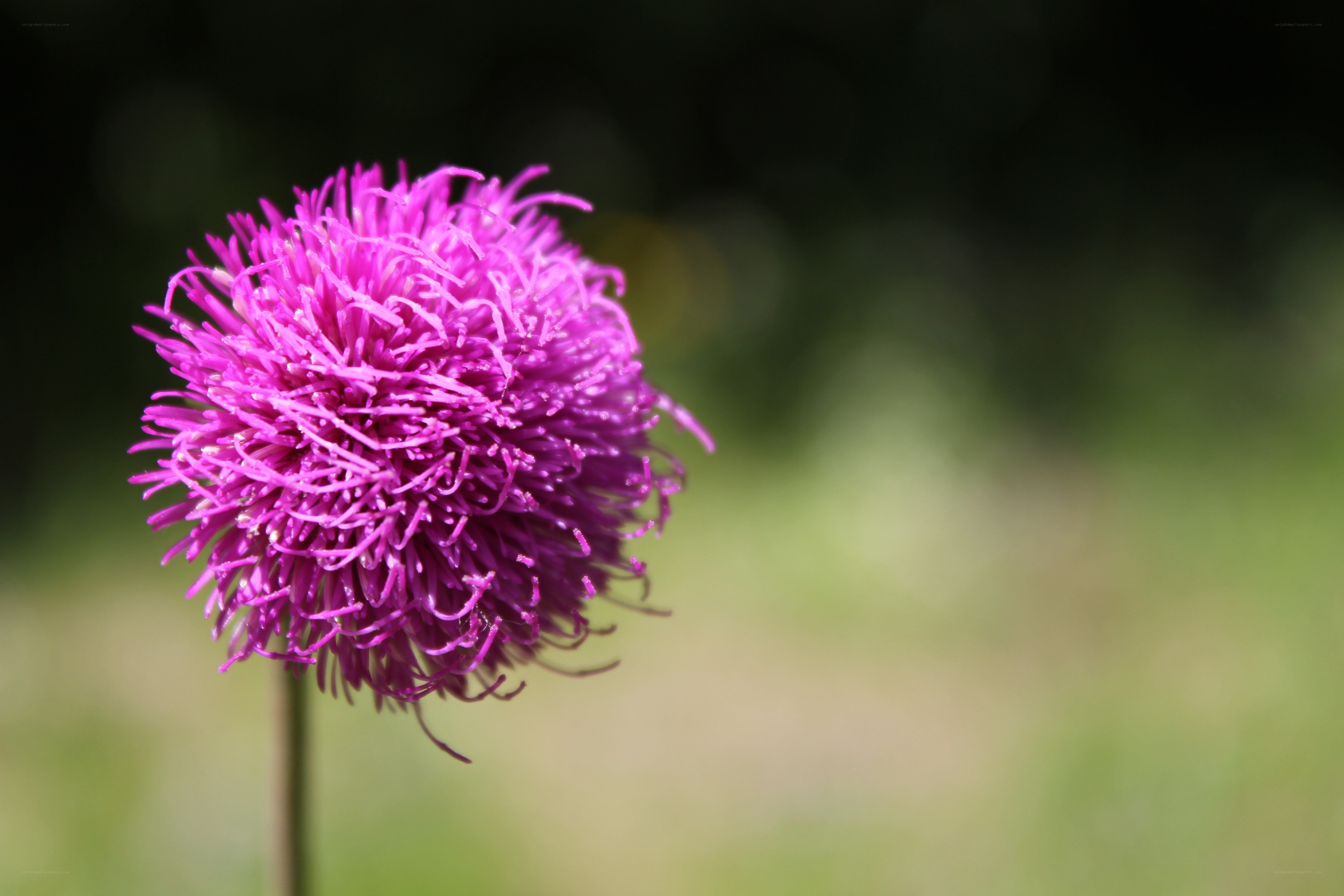 purple thistle flower