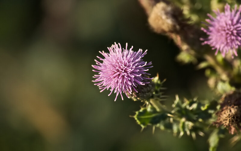 purple thistle flower