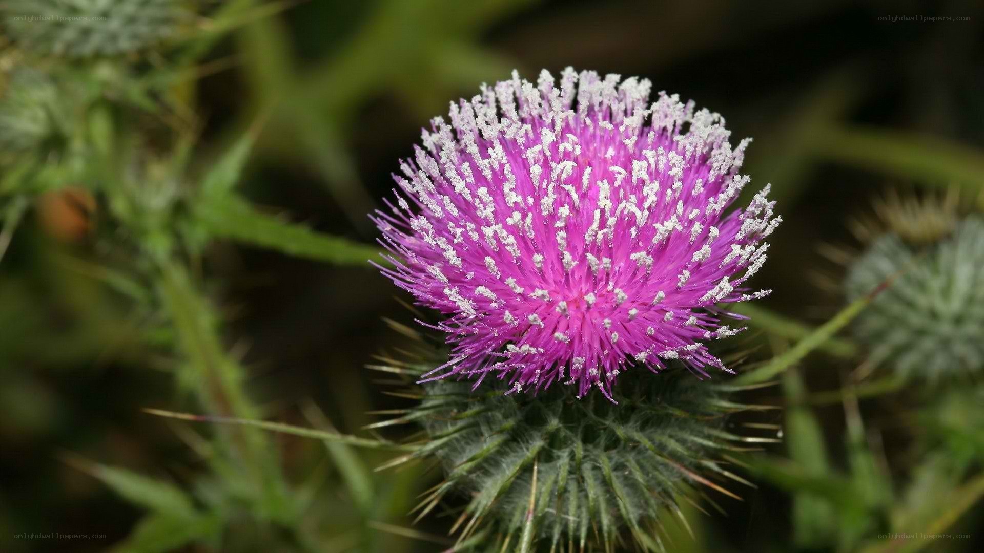 purple thistle flower