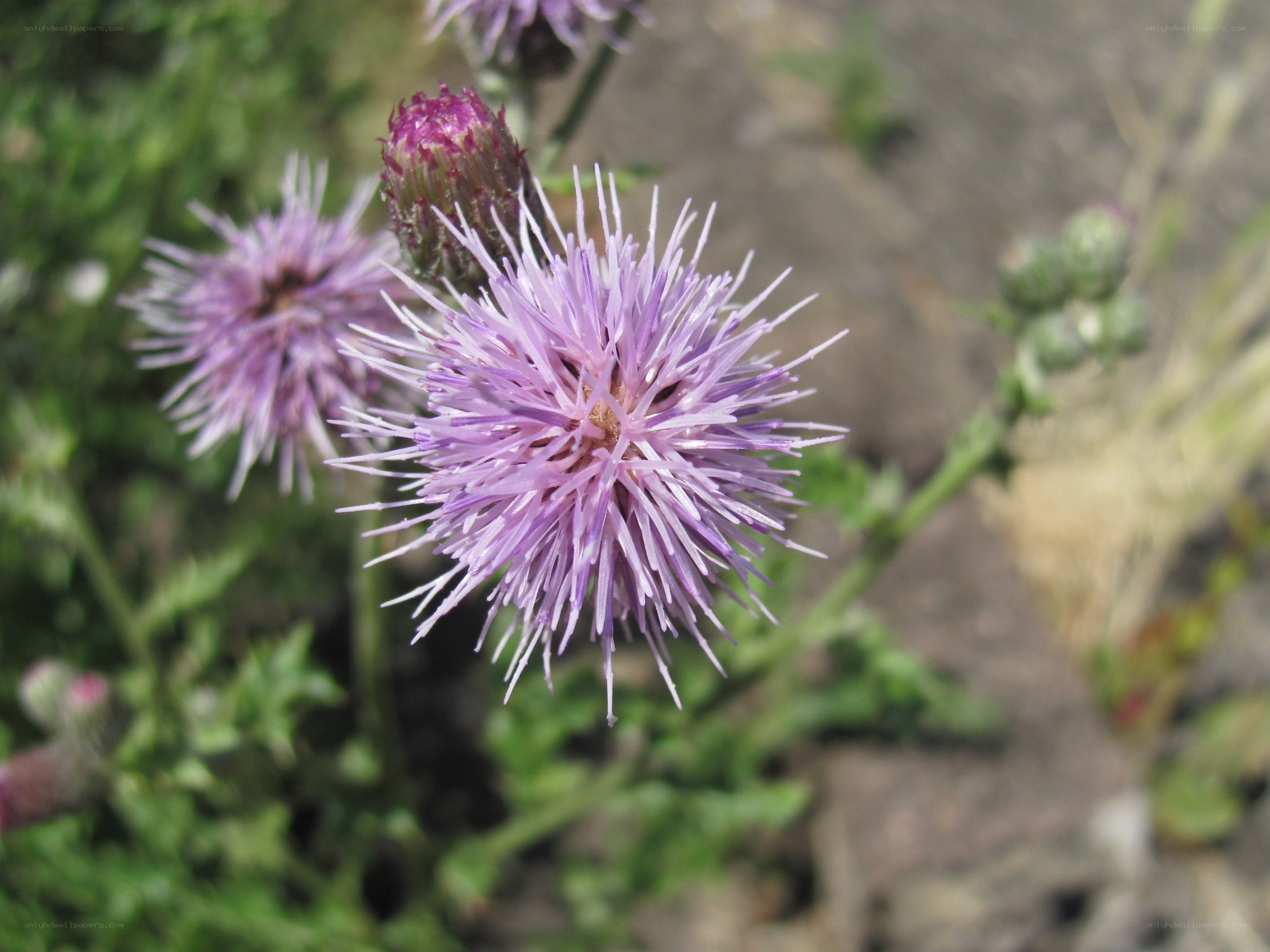 purple thistle flower
