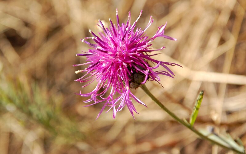 Purple Thistle Flower — Calm, Afternoon, Photograph