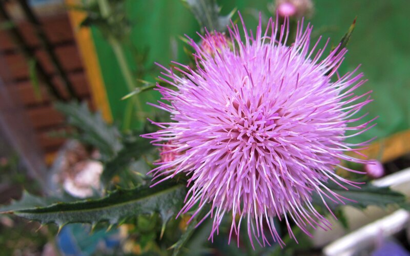 Purple Thistle Flower — Calm, Afternoon