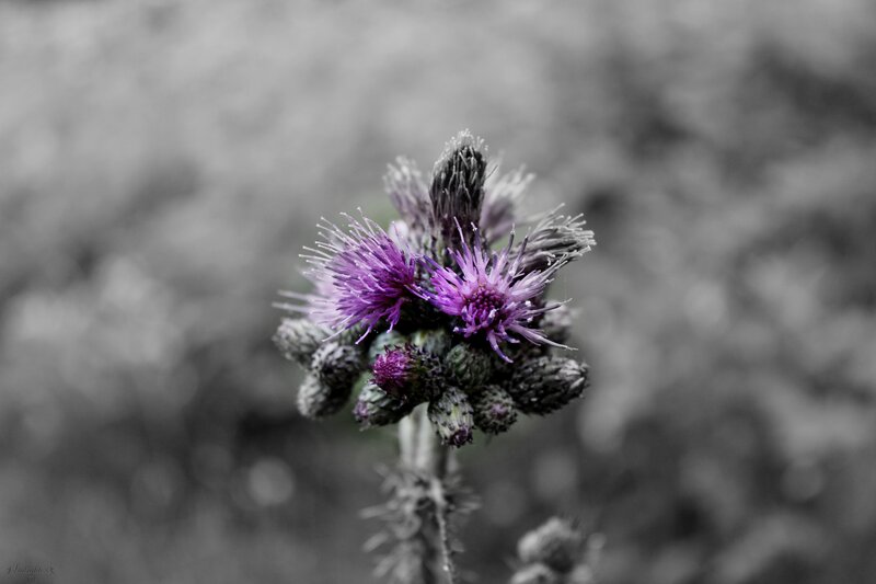 Purple Thistle Flower — Calm, Photograph