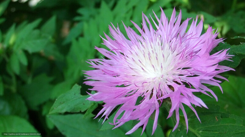Purple Thistle Flower — Calm, Summer, Photograph