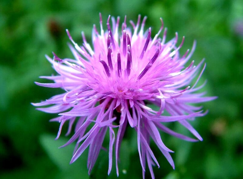 Purple Thistle Flower — Calm, Summer