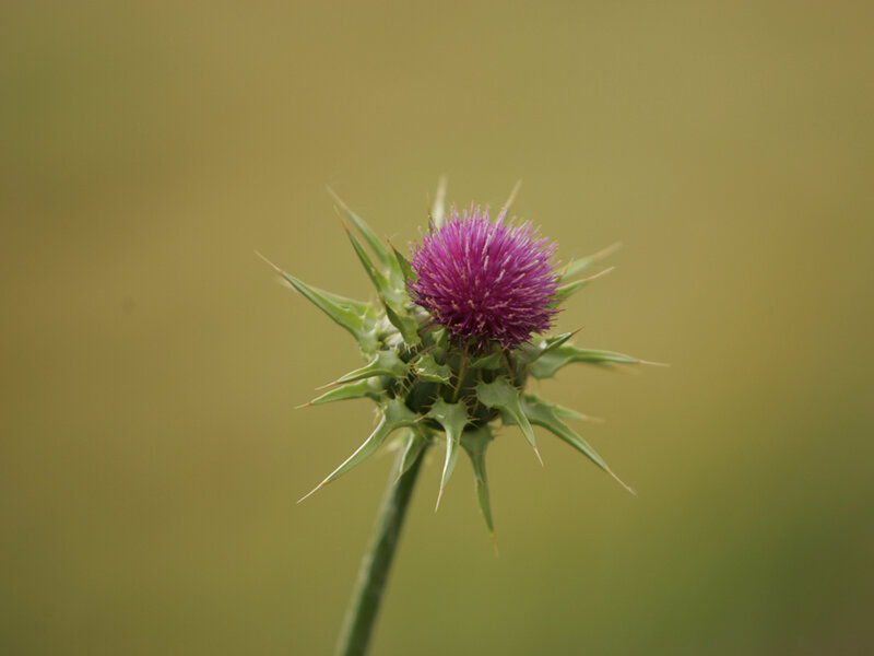 Purple Thistle Flower — Calm