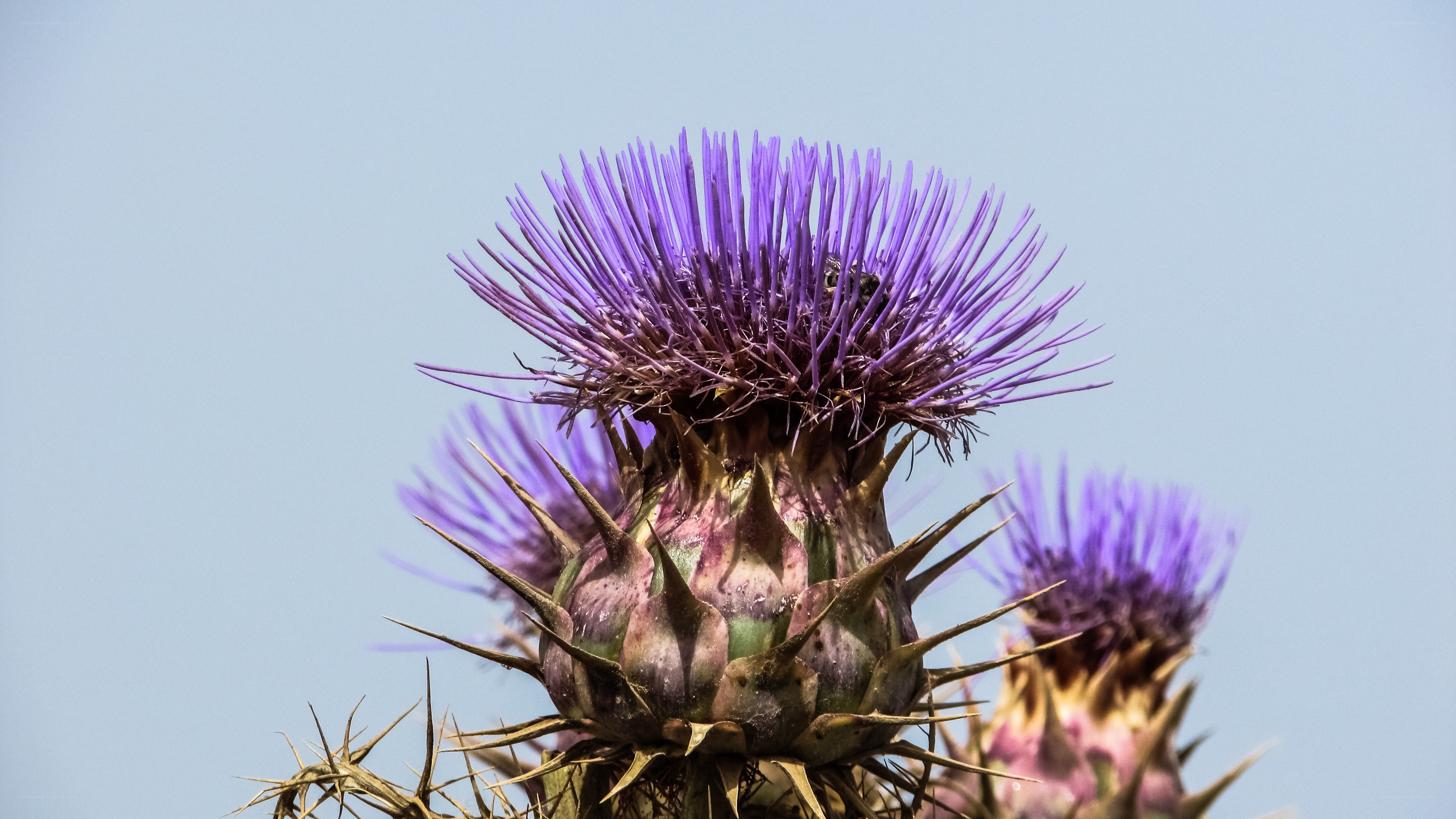 Purple thistle flower close-up