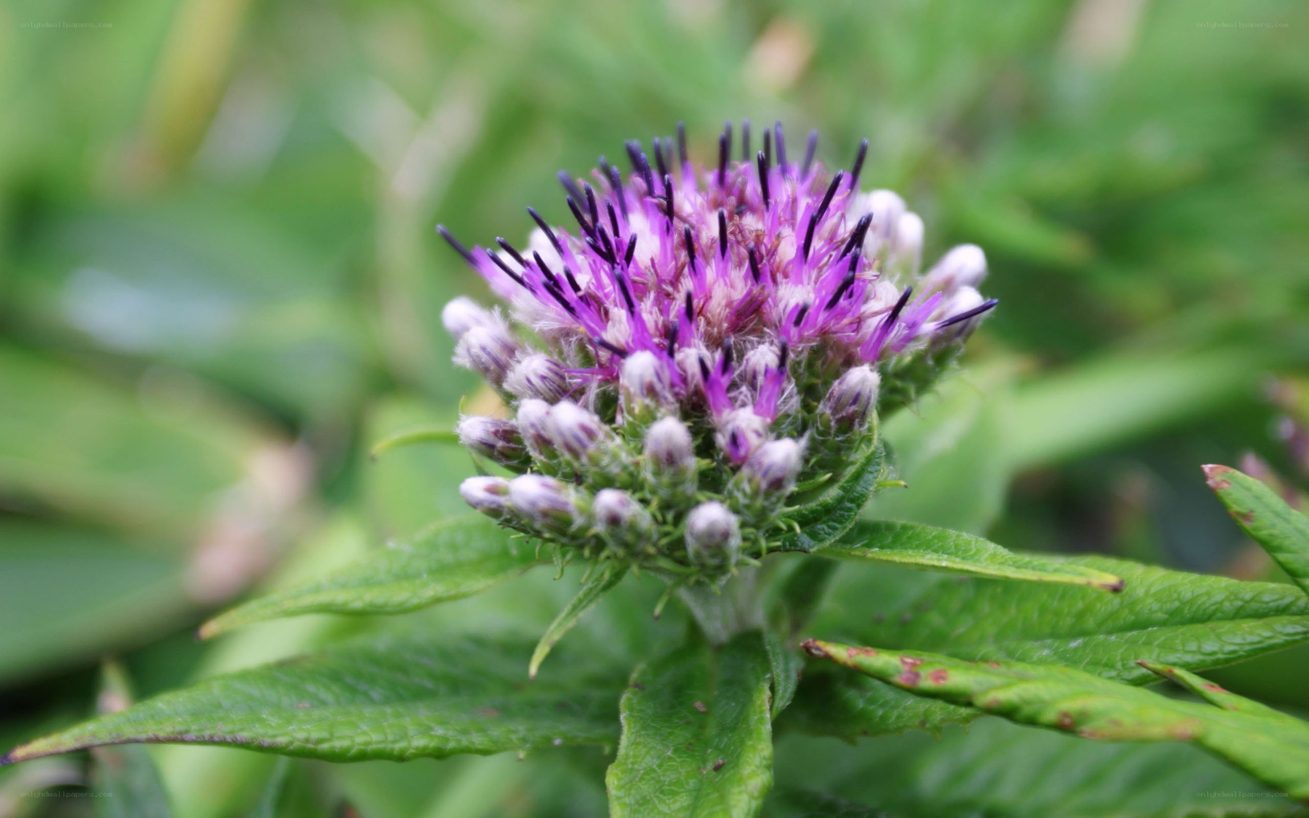 purple thistle flower close-up