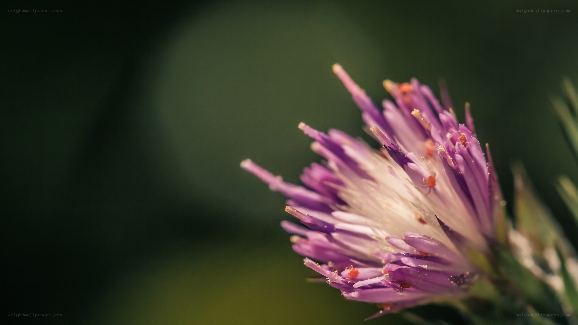 purple thistle flower close-up