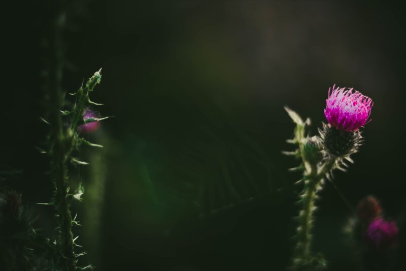 Purple Thistle Flower — Dramatic, Photograph, Stem