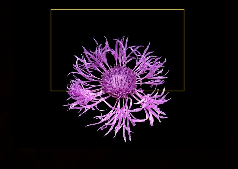 Purple Thistle Flower — Dramatic, Photograph