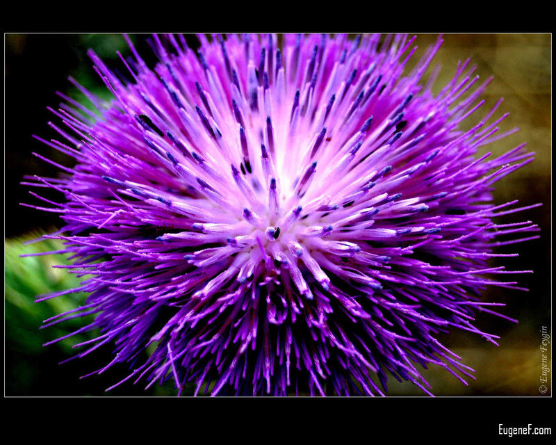 Purple Thistle Flower — Dramatic