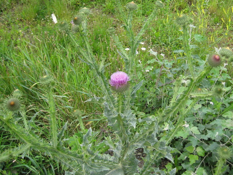Purple Thistle Flower — Green