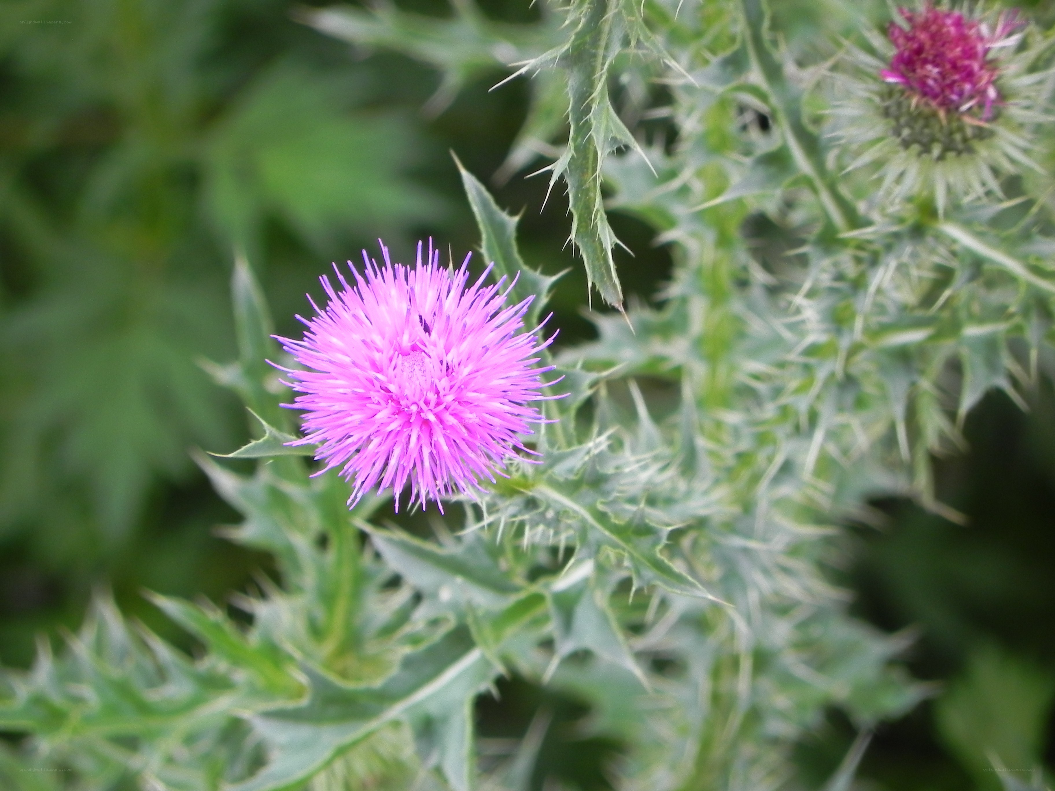 Purple thistle flower in bloom