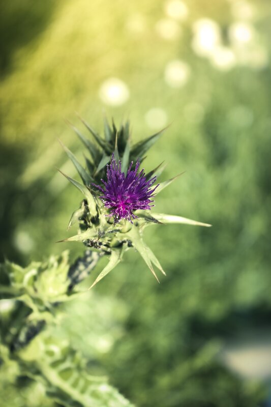 Purple thistle flower in sunlight