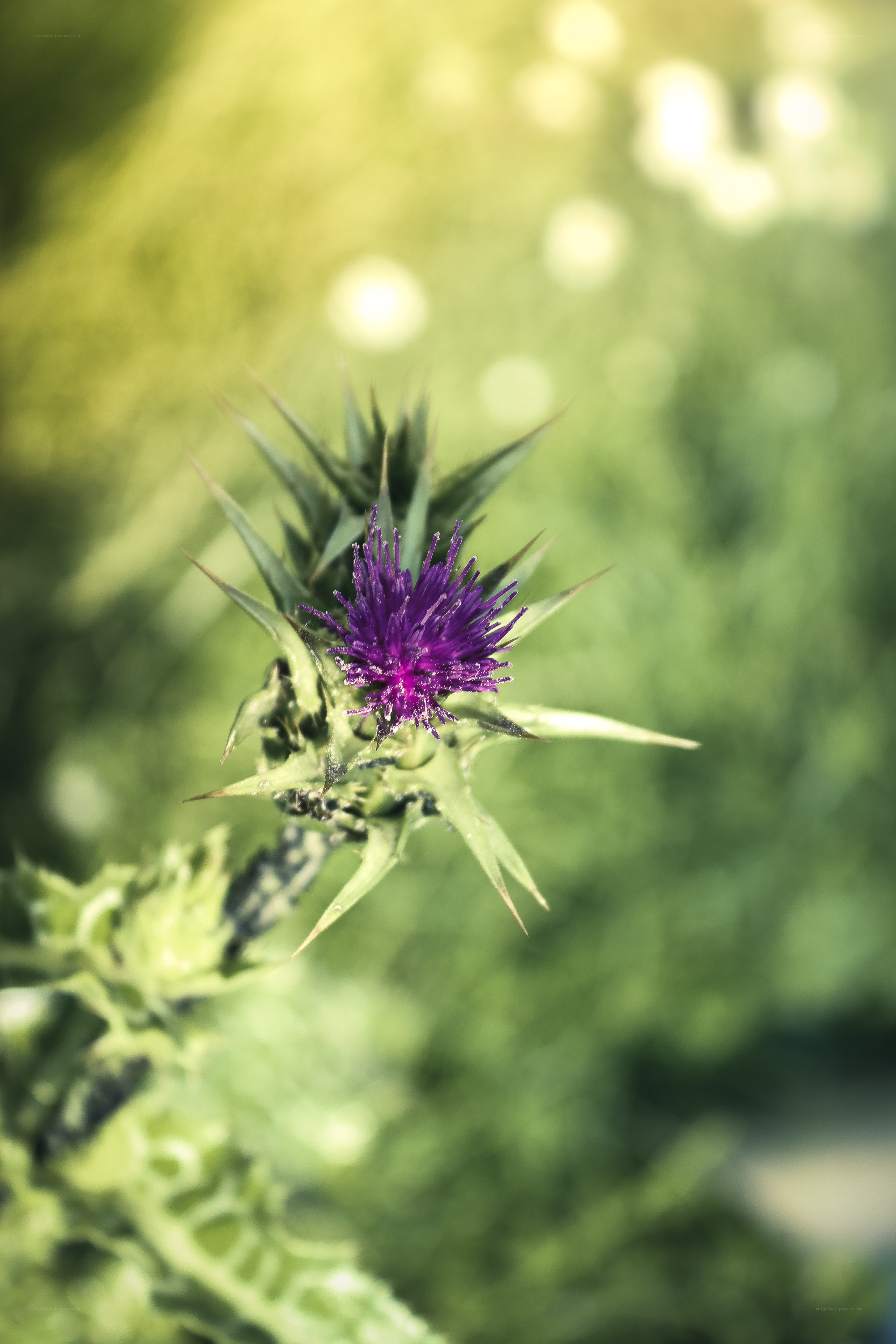 Purple thistle flower in sunlight