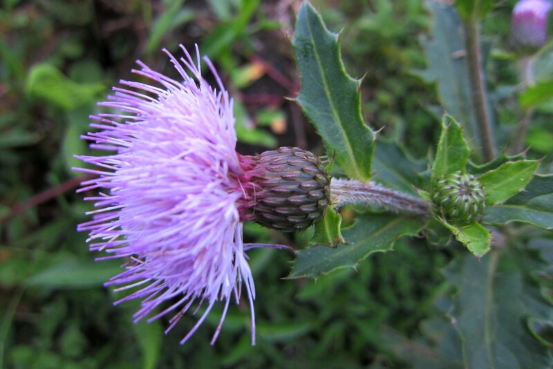 Purple Thistle Flower — Natural, Afternoon, Photograph, Green Leaves
