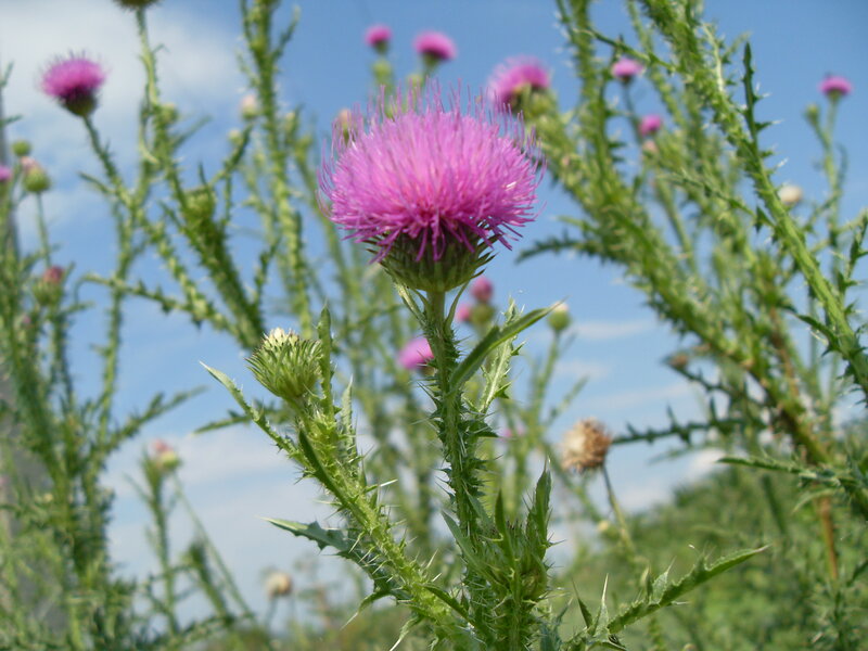 Purple Thistle Flower — Natural, Afternoon, Photograph, Green Stems