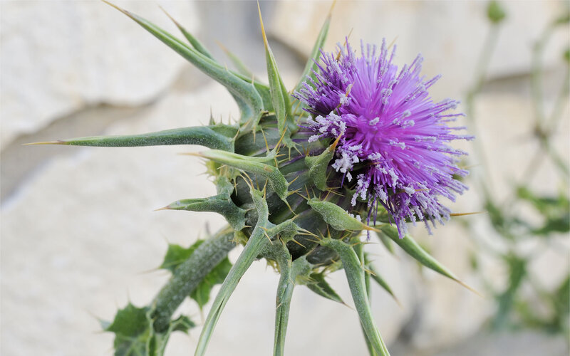 Purple Thistle Flower — Natural, Afternoon, Photograph, Spiny Leaves