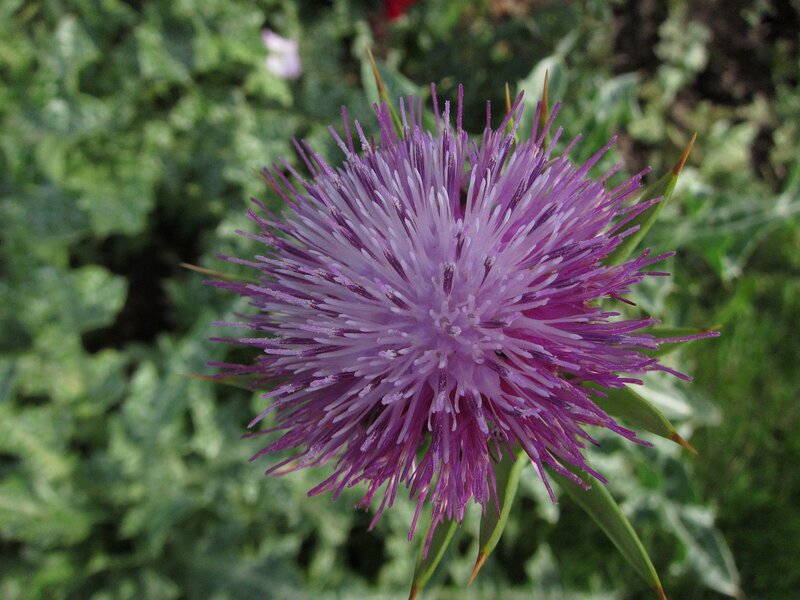 Purple Thistle Flower — Natural, Afternoon