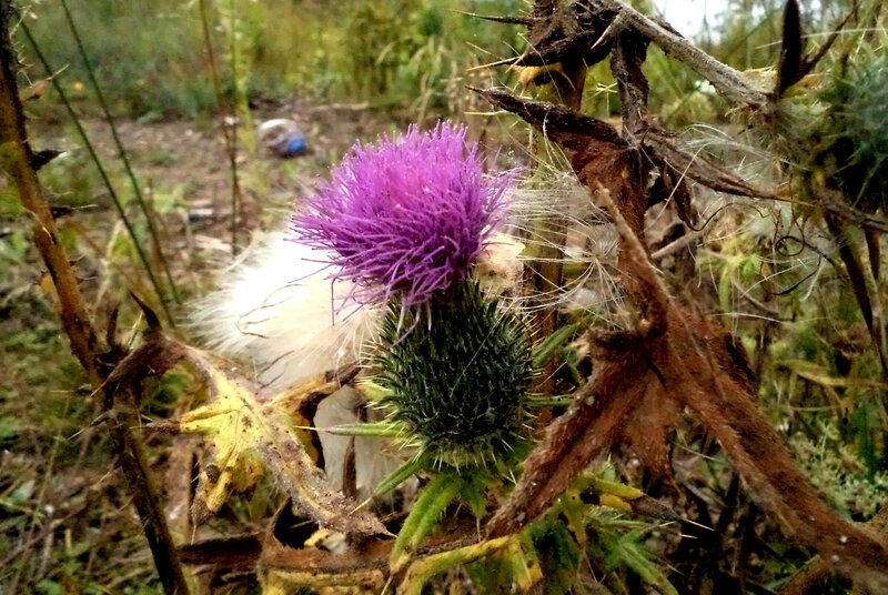 Purple Thistle Flower — Natural, Autumn