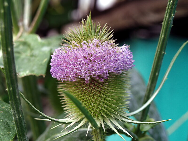 Purple Thistle Flower — Natural, Photograph, Green Leaves