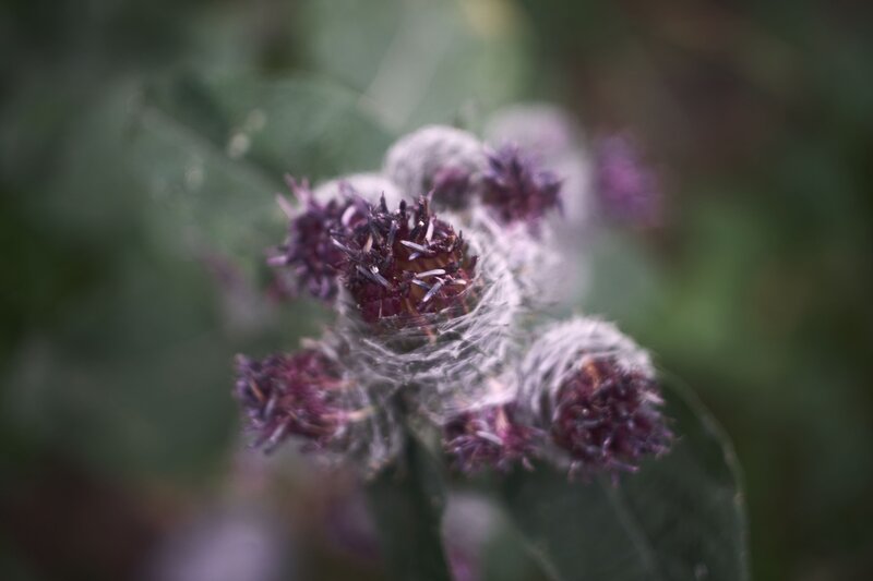 Purple Thistle Flower — Natural, Photograph, Leaf