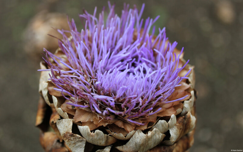 Purple Thistle Flower — Natural, Photograph, Petals