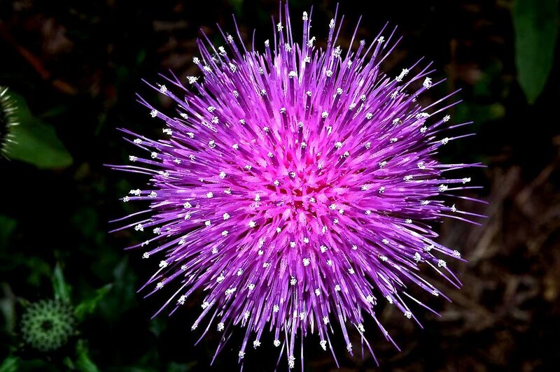 Purple Thistle Flower — Natural, Photograph