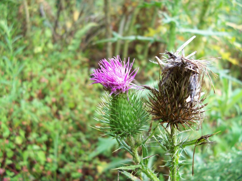 Purple Thistle Flower — Natural, Summer, Photograph, Green Leaves