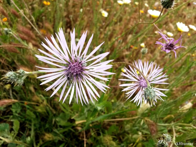 Purple Thistle Flower — Natural, Summer, Photograph, Insect