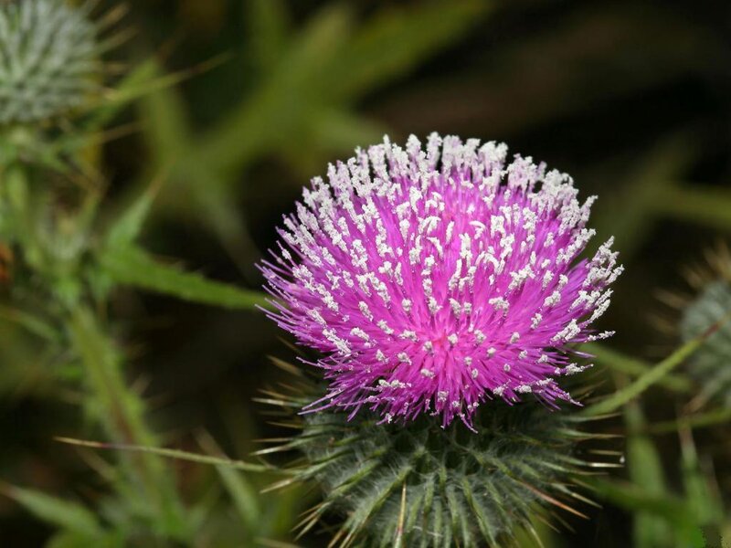 Purple Thistle Flower — Natural, Summer, Photograph, Spines