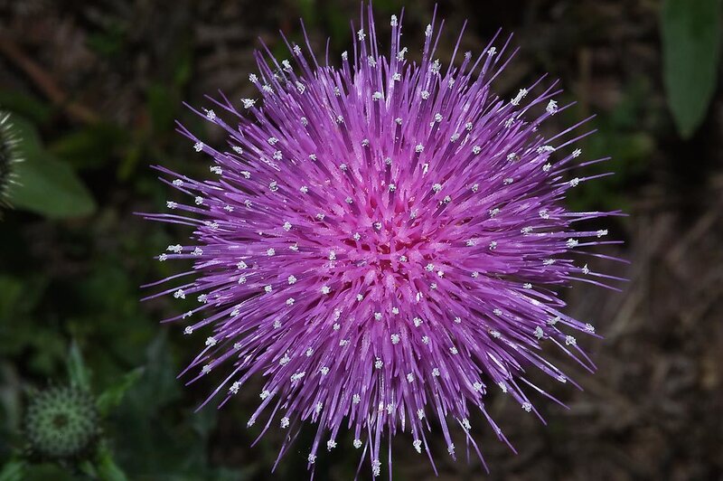 Purple Thistle Flower — Natural, Summer, Photograph