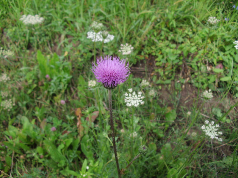 Purple Thistle Flower — Natural, Summer