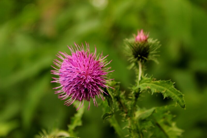 Purple Thistle Flower — Natural