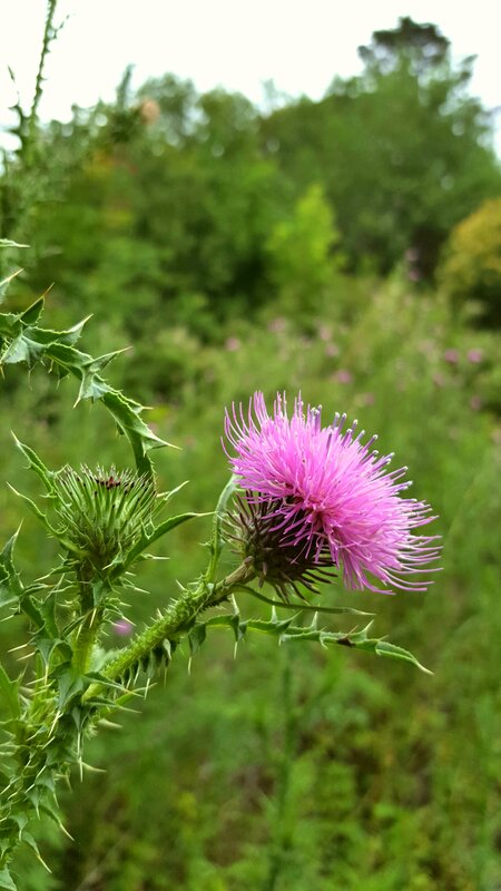 Purple Thistle Flower — Pink, Natural