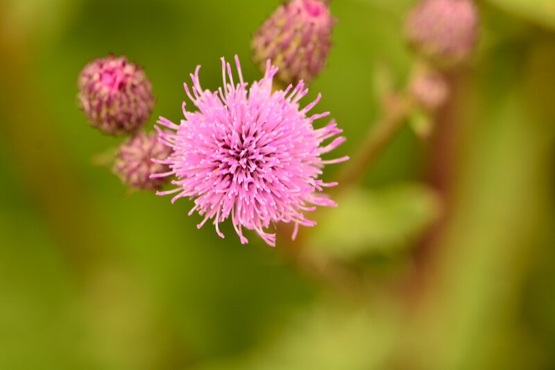 Purple Thistle Flower — Pink