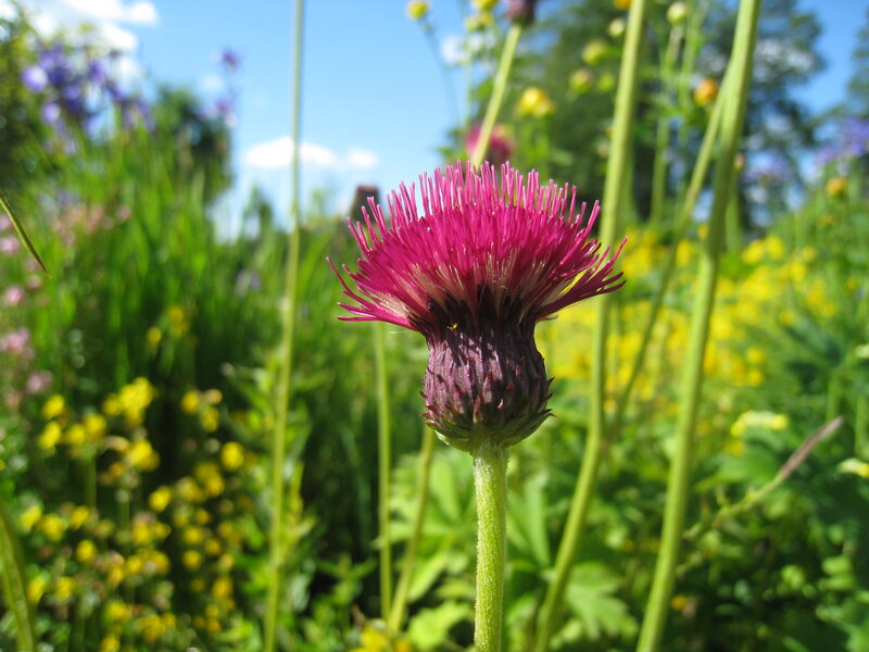 Purple Thistle Flower — Serene, Afternoon, Photograph