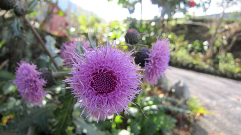 Purple Thistle Flower — Serene, Afternoon