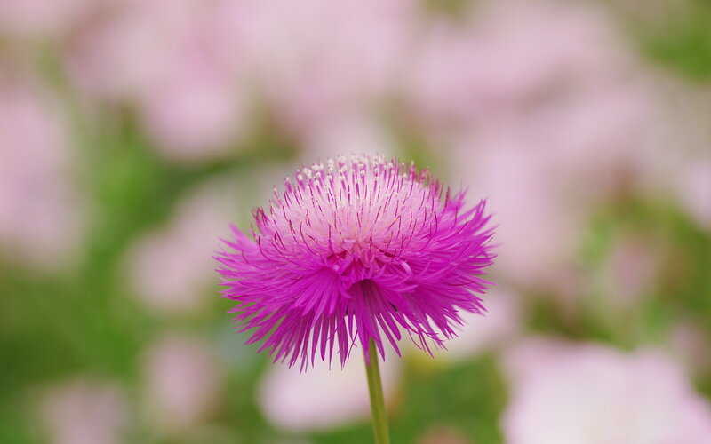 Purple Thistle Flower — Serene