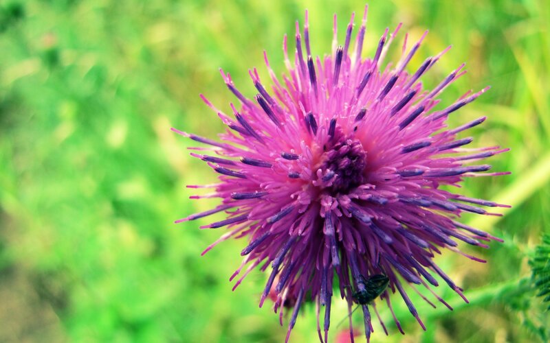 Purple Thistle Flower — Summer