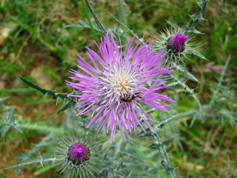 purple thistle flower with bee