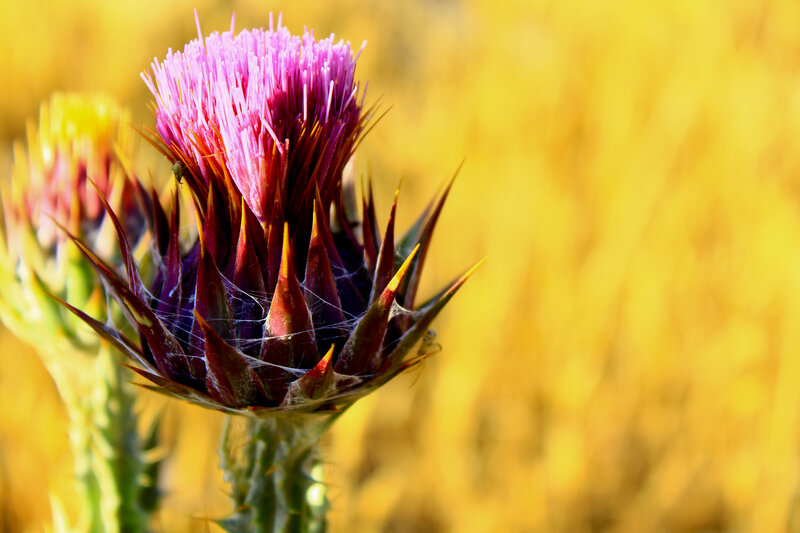 Purple Thistle Flower — Yellow
